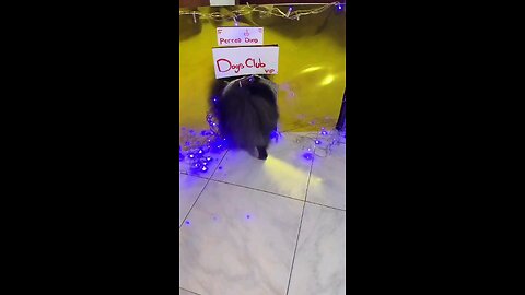 funny comedy