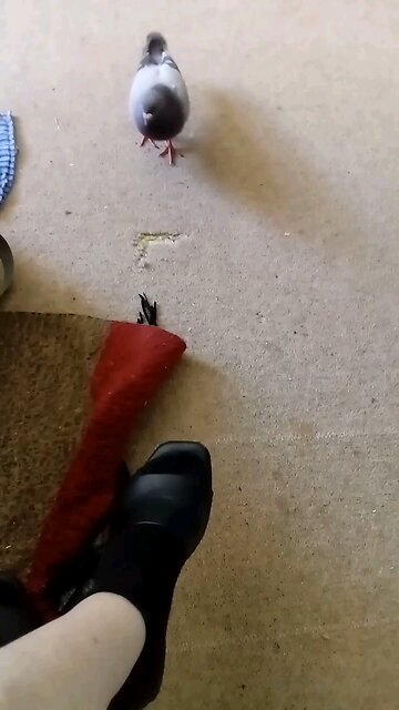 The More Coherent We Become, The More Wild Animals Trust Us