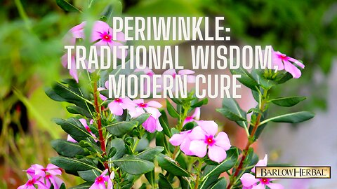 The Health Benefits of Periwinkle