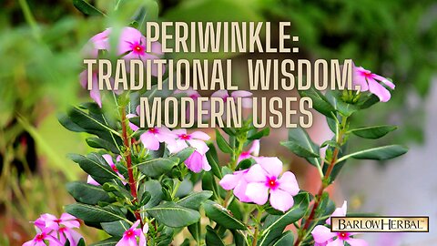 The Health Benefits of Periwinkle