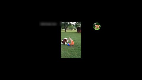 Animals and children