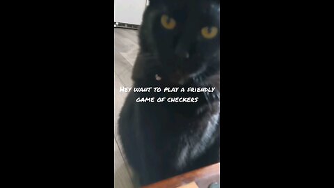 Cat and dog play checkers