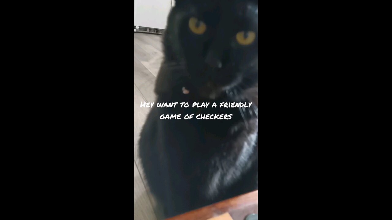 Cat and dog play checkers