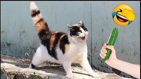 Funniest Cats and Dogs Videos 🐶🐱 | Funny Animal Videos 2025