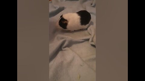 Guinea pig trick.