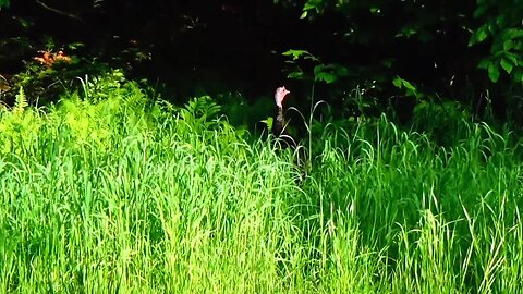Wild Turkey
