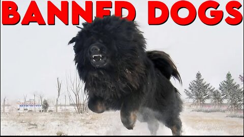 Most Banned Dog Breeds In The World