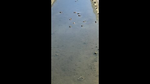 Mallard Ducks 🦆 #mallardducks #shorts #viral #trending #followme #ducks #duck