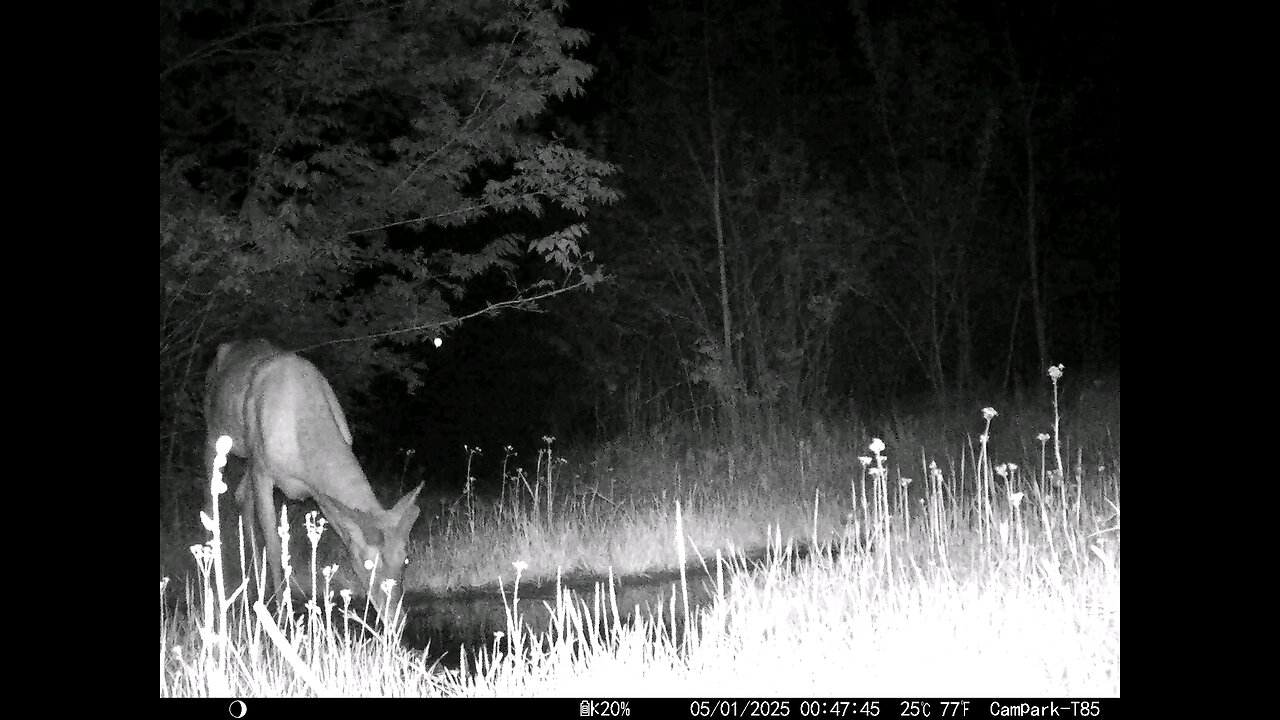 Deer Cam....Buck 05-01-2025