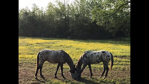 True Love♥️🫶🐎🐎🫶♥️