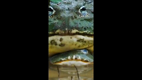 Animal