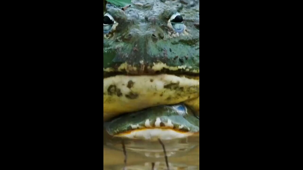 Animal