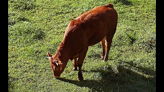 The Last Red Heifer?
