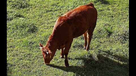 The Last Red Heifer?