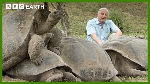 Volcanic Love: Mating Rituals Of The Galapagos Giants | BBC Earth