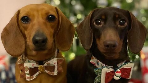 Sausage dogs funny Instagram Videos Compilation | Try not to Laugh funny dachshund dogs Videos