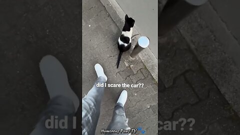 Funny animals 2024😂- Funniest Cats and Dogs Video😹🐶 #42