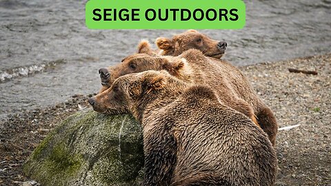 Katmai National Park Bear Feeding Live Stream!