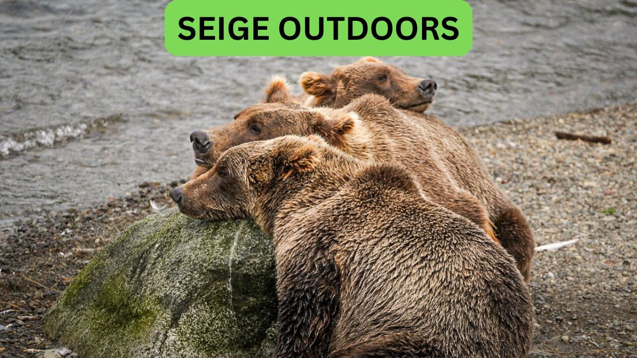 Katmai National Park Bear Feeding Live Stream!