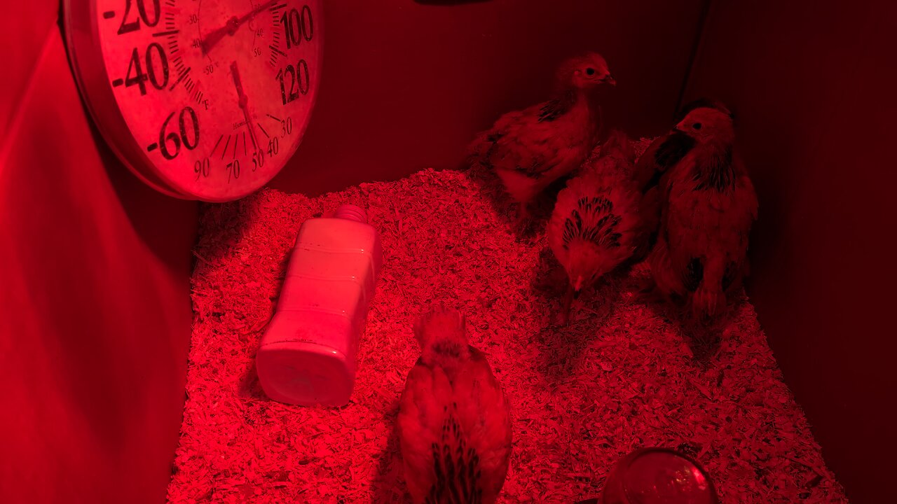 5 chicks middle of week 4
