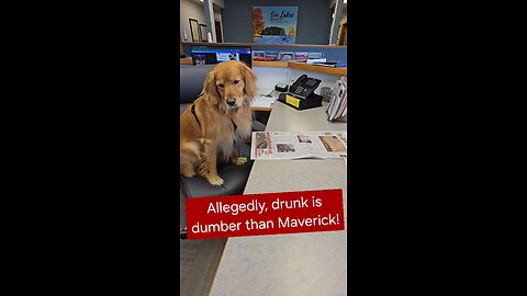 Drunks are dumber than my dog!
