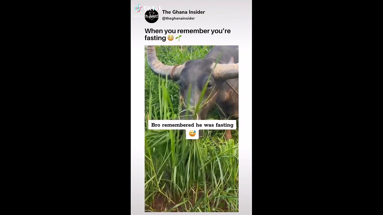 Funny Animal Video |Try not to laugh