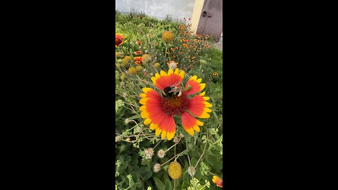 Bumblebee
