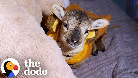 Orphan Baby Lamb Gets Adopted By Her New Big Sister | The Dodo