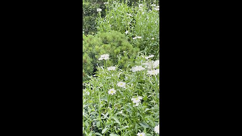 A hill of green daisies
