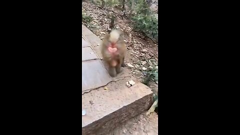monkey 🐵 funny videos