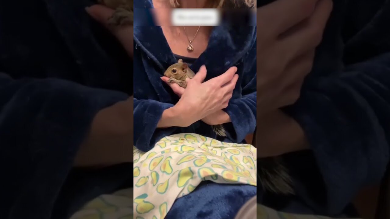 Squirrels got his hands on the boy to take him home