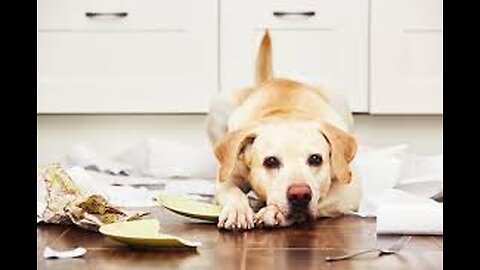"Funny Pets Home Alone – Must Watch!"