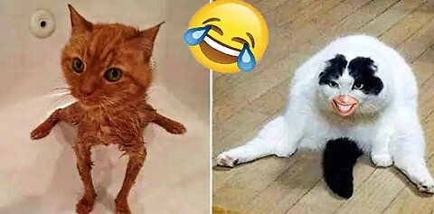 Funny Animals Moments