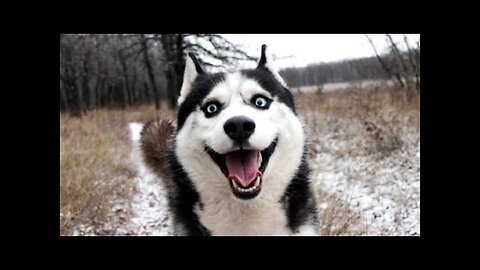 🤣😹“Funny Cats & Dogs 2025 | Laugh Till You Drop!”✨