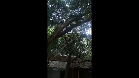 wow nature tree