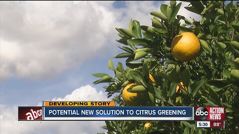 Unstoppable Food - As citrus greening threatens a Florida industry, a potential solution arises.