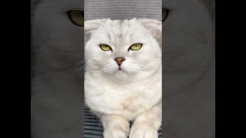 Sonya is definitely smarter than me🥲Watch it to the end #jirpet #petdryer #pets