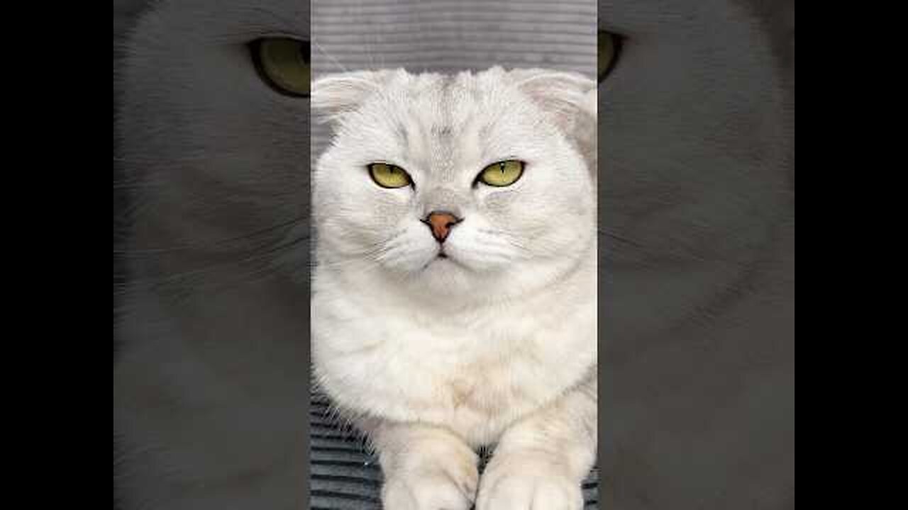 Sonya is definitely smarter than me🥲Watch it to the end #jirpet #petdryer #pets