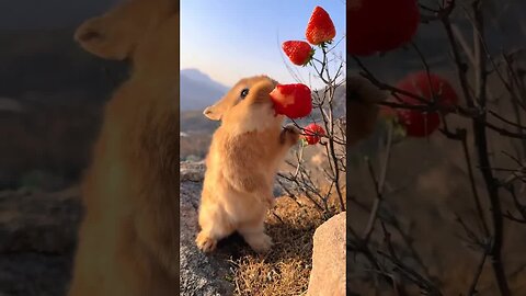The little rabbit also knows to wash his face after eating strawberries. Cute pet debut plan. Ra