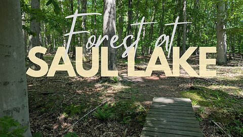 EASY SHADY Summer Forest Hike, Saul Lake BOG | Hike POV, ASMR