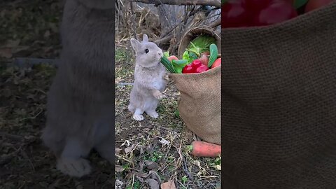 Little fat rabbit chewing cucumber, cute pet debut plan, rabbit, cute little pastoral pet