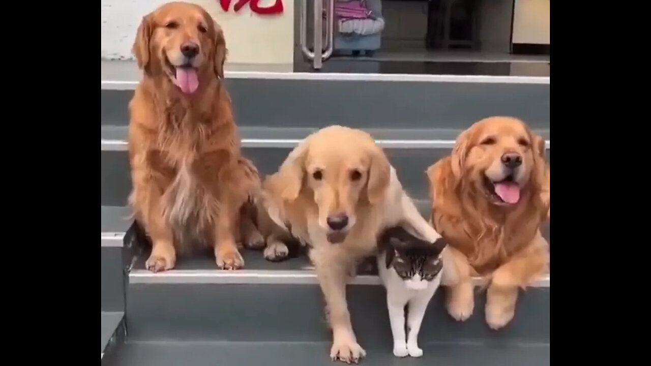 Camera loving dogs bring their cat friend