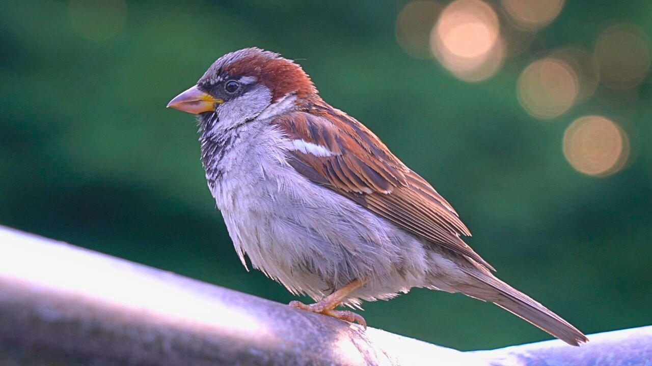 House Sparrows on a Metal Handrail