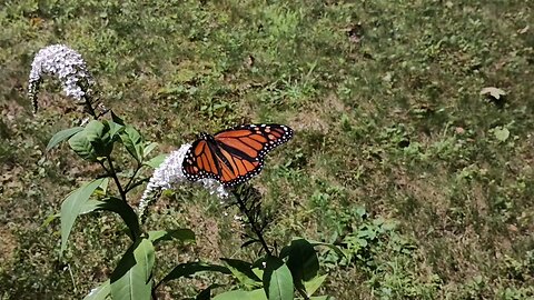 Monarch Butterfly