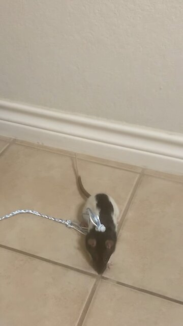 Harness Training Gone Wrong – Fancy Rat Wednesday Doesn’t Follow the Rules