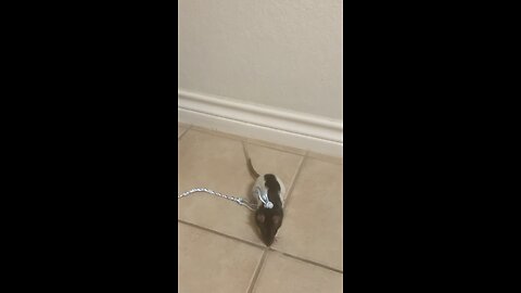 Harness Training Gone Wrong – Fancy Rat Wednesday Doesn’t Follow the Rules