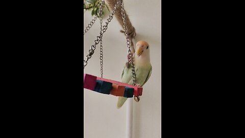 Lovebirds Meeting New Toys