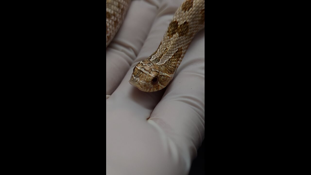 Chimera hognose snake