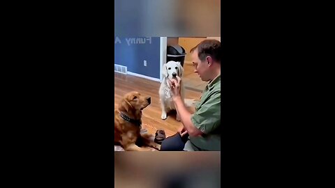 this is too funny animal