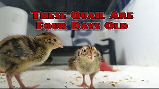 Four Day Old Jumbo Brown Coturnix Quail